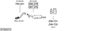 SYS26373.JPG