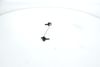 биалета