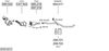 SYS13317.JPG