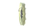 Thumbnail - Koelventilatorwiel - CFF487000P - MAHLE