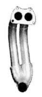 Abgasrohr