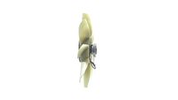 Thumbnail - Koelventilatorwiel - CFF439000P - MAHLE