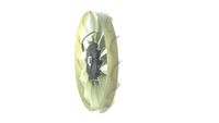 Thumbnail - Koelventilatorwiel - CFF487000P - MAHLE