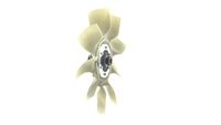 Thumbnail - Koelventilatorwiel - CFF518000P - MAHLE