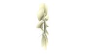 Thumbnail - Koelventilatorwiel - CFW75000P - MAHLE