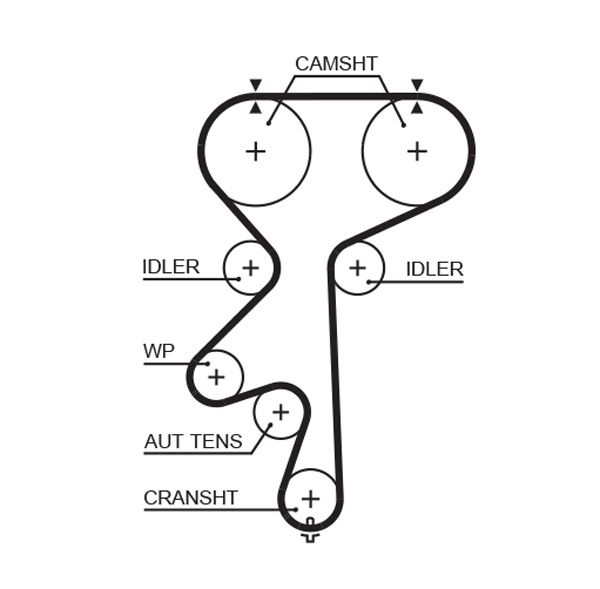 Timing Belt 5542XS