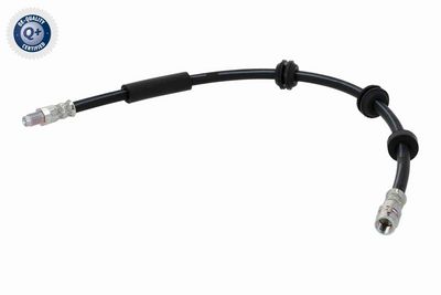 FURTUN FRANA VAICO V304748 2