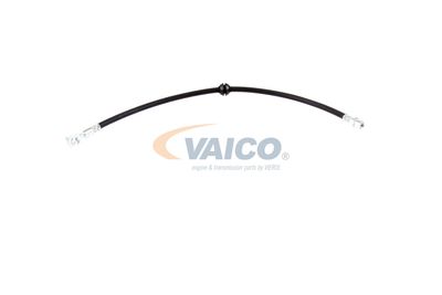 FURTUN FRANA VAICO V201909 11